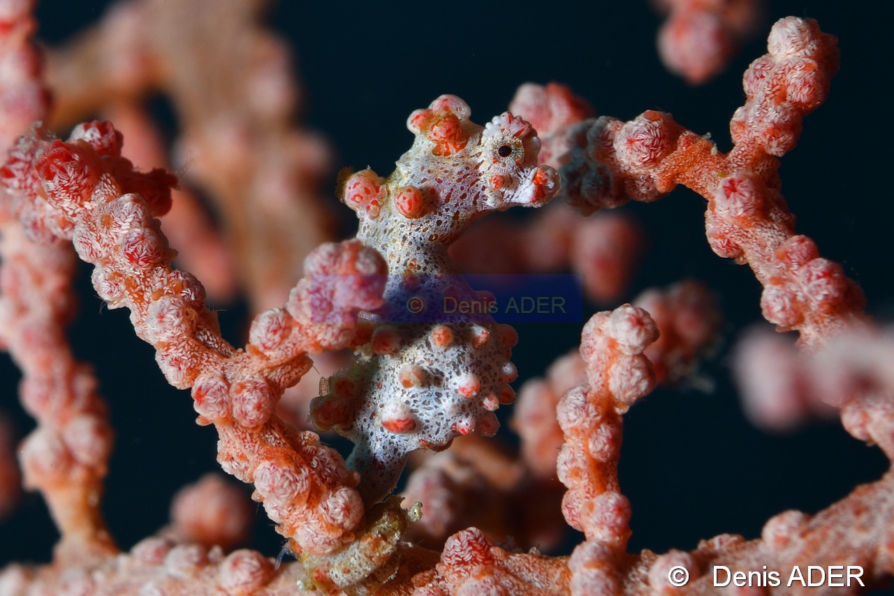 Muricella plectana Hippocampus bargibanti-Moga Island Pak Kasim-17m-20180530-Denis-ADER-DSC_2330_tn.jpg